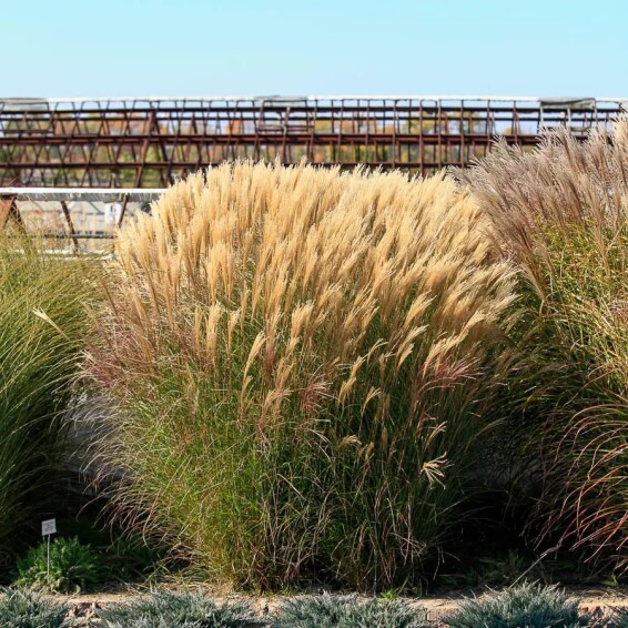 Мискантус китайский 'Silberspinne' - 1