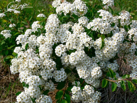 Спирея ниппонская 'Snowmound' #2, Р9 - - 1