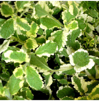 Мята перечная 'Variegata'