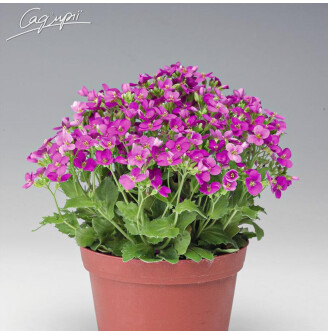 Арабис кавказский 'Little Treasure White'