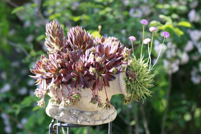 Молодило - вечно живая красота