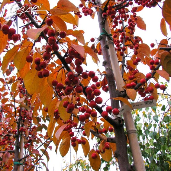 Яблуня 'Liset' - 4