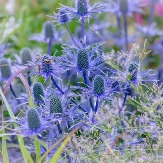 Ерінгіум альпійский (миколайчики) 'Blue Star' - 7