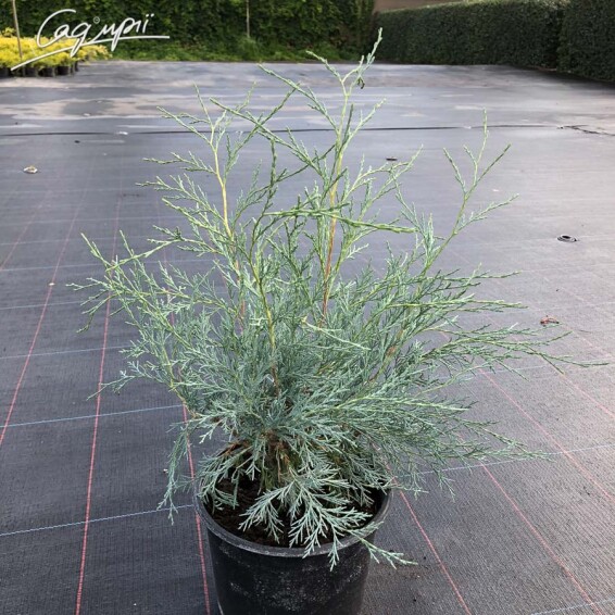 Ялівець скельний 'Pathfinder' - 4 Ялівець скельний 'Pathfinder' - 4