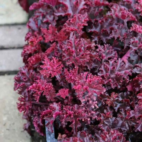 Гейхера дрібноквіткова 'Melting Fire' - 1