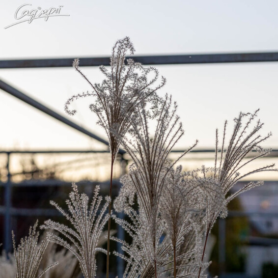 Міскантус китайський 'Ferner Osten', C3 - - 5