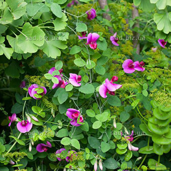 Чина широколиста 'Red Pearl' - 3