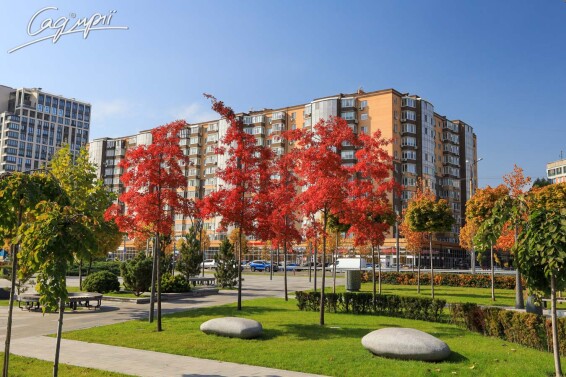 Дуб болотяний - 2 Дуб болотяний - 2