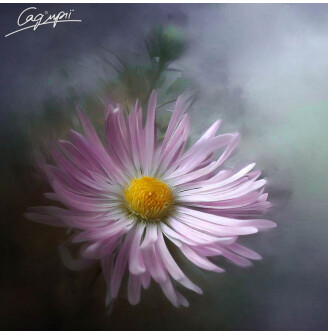 Айстра кущова 'Peter Harrison'