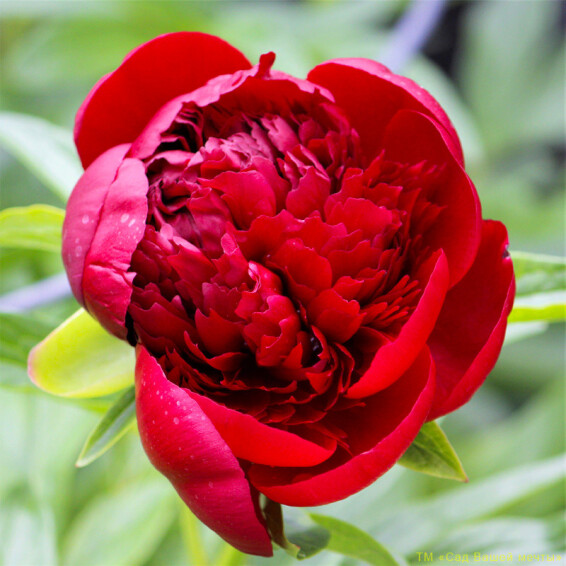 Пион травянистый 'Red Charm' - 2 Пион травянистый 'Red Charm' - 2