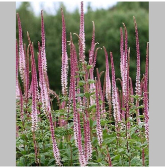 Веронікаструм віргінський 'Erica'