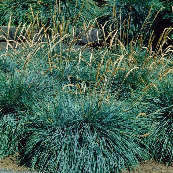 Келерія блакитна - 3 Келерія блакитна - 3