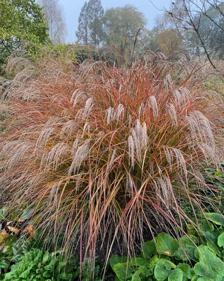 Мискантус китайский 'Dronning Ingrid' #1, С3 - - 3