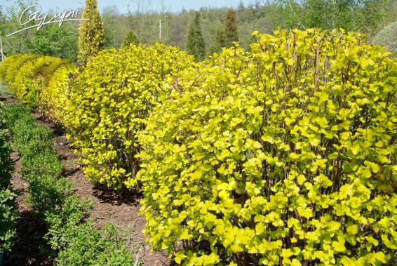 Пухироплідник калинолистний 'Dart's Gold' - 1