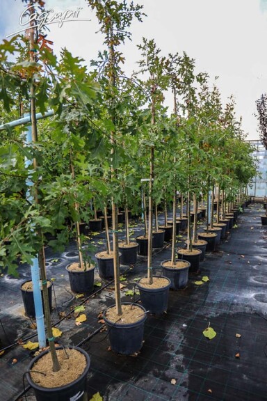 Дуб болотяний - 6 Дуб болотяний - 6