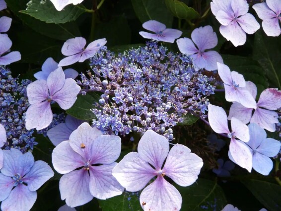 Гортензия крупнолистная 'Mariesii Perfecta' #1, С3 - - 3