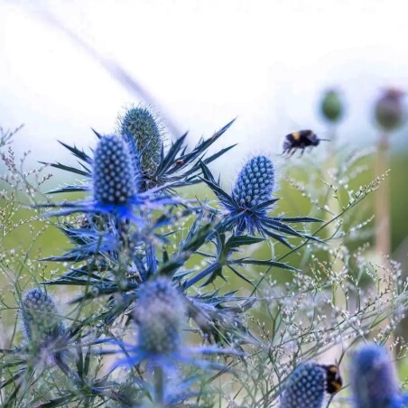 Ерінгіум “Blue Star”: ваш сад буде виглядати оригінально, якщо ви оберете для нього цю рослину!