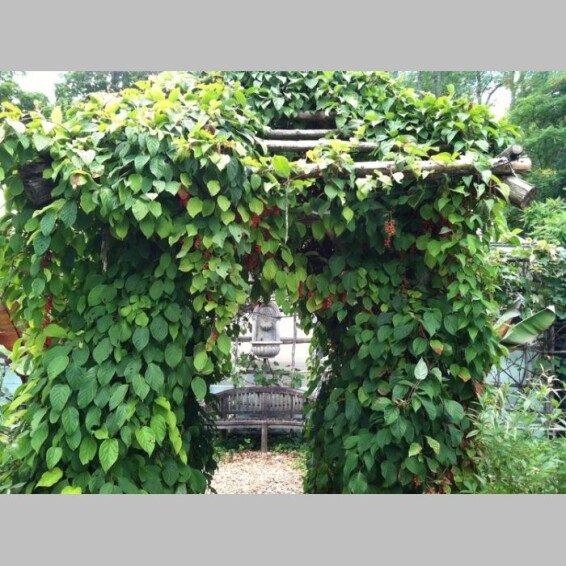 Лимонник китайський - 2