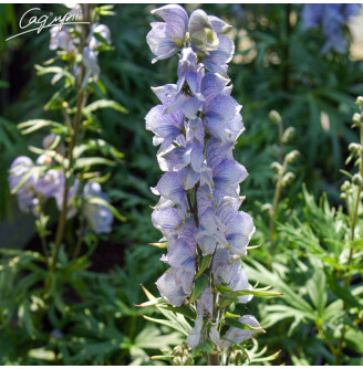 Аконит клобучковый ‘Stainless Steel’