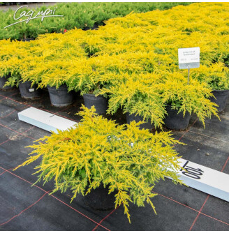 Можжевельник средний 'Gold Kissen'