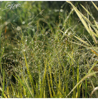 Просо вербовидне 'Strictum'