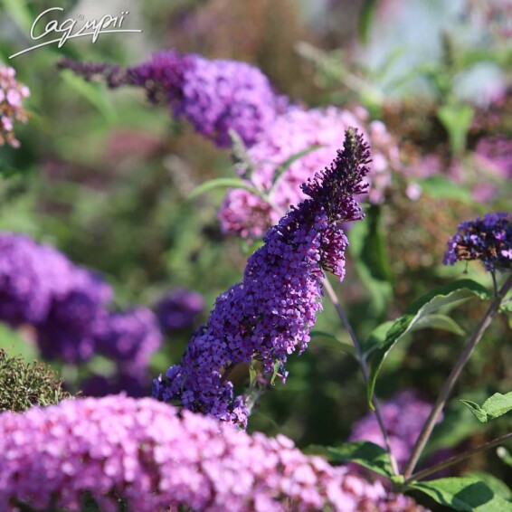 Буддлея Давида 'Pink Delightr' - 4