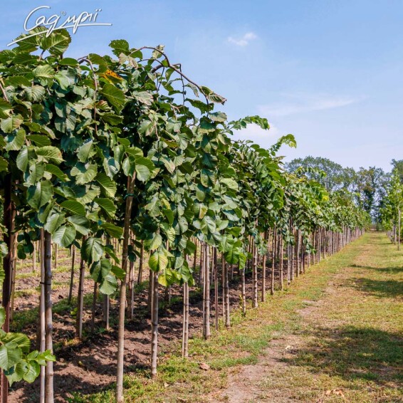 Вяз шершавый 'Pendula' - 4 Вяз шершавый 'Pendula' - 4