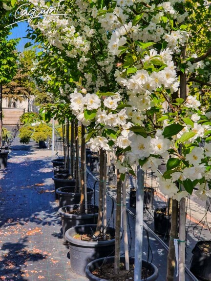 Яблуня 'Madonna' - 4