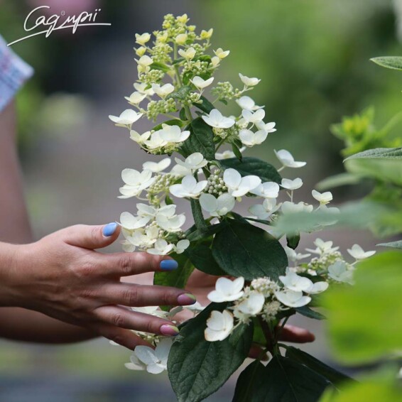 Гортензия метельчатая 'Pinky Winky' ® #3, C3 - - 4