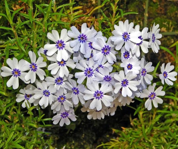 Флокс шилоподібний 'Bavaria' - 1