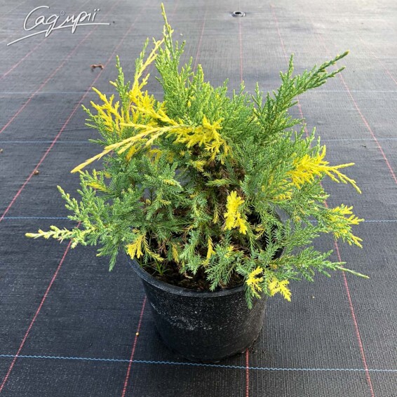 Ялівець віргінський 'Hetz Variegata' - 2