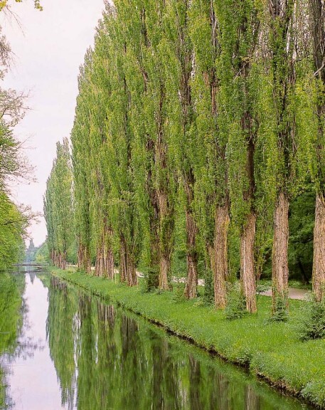 Тополя чорна 'Italica' - 2 Тополя чорна 'Italica' - 2