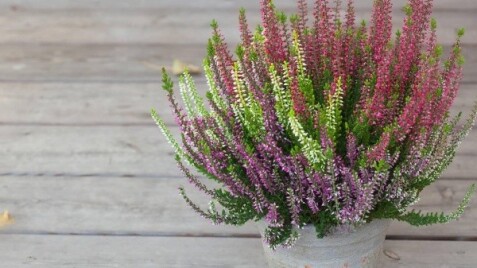 Увага, у Садовому центрі нове надходження вересів!