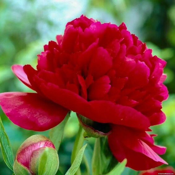 Півонія трав'яниста 'Red' - 6