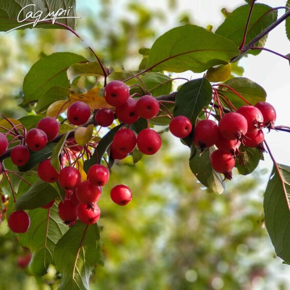 Яблоня 'Mokum' #3, WRB 20--25 600+ St. 150-175 - 5 Яблоня 'Mokum' #3, WRB 20--25 600+ St. 150-175 - 5