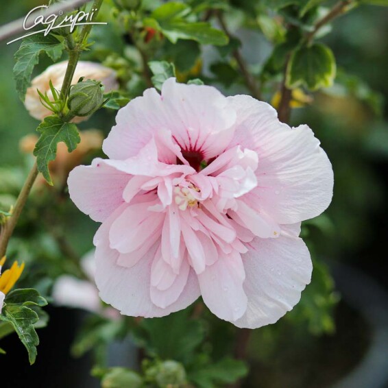 Гібіскус сірійський 'French Cabaret Pastel'® #2, WRB - - 2