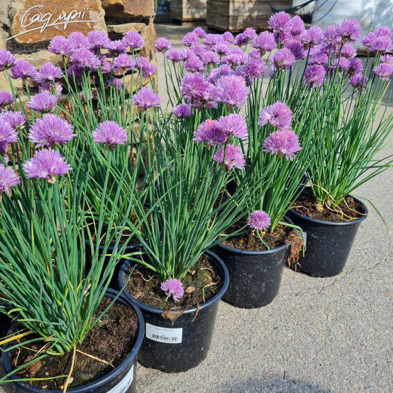 Лук Шнитт - 4