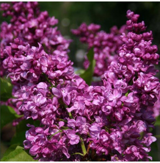 Бузок звичайний 'Mrs Edward Harding'