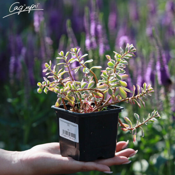 Очиток ложный Variegatum - 3 Очиток ложный Variegatum - 3