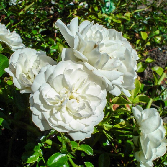 Троянда грунтопокривна 'Swany' - 1 Троянда грунтопокривна 'Swany' - 1