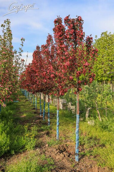 Яблуня 'Royalty' - 8