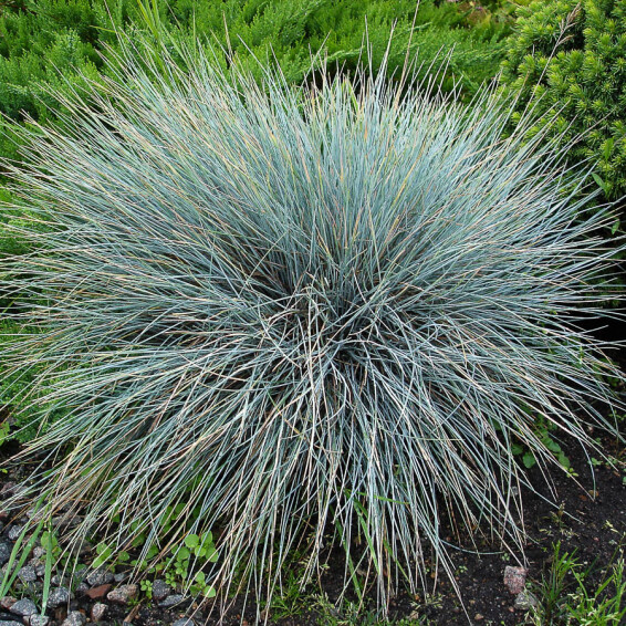 Овсяница пепельная 'Blauglut' - 7