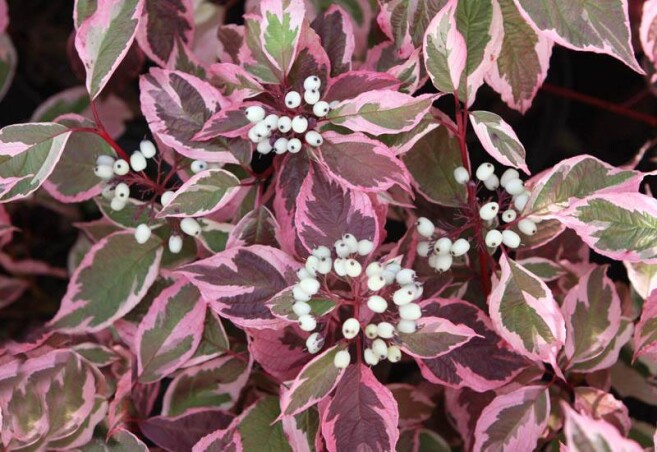 Несколько слов о свидине: знакомая незнакомка