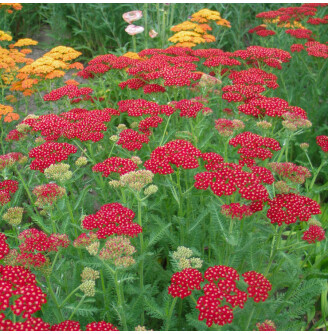 Деревій гібридний 'Laura'