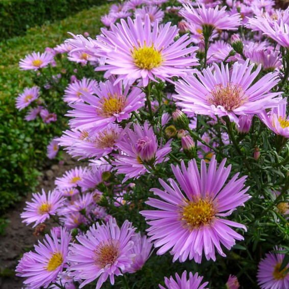 Астра кустарниковая 'Peter Harrison' - 4