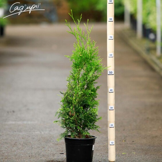 Туя західна 'Brabant', WRB - 150-175 - - 7