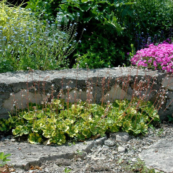 Ломикамінь тіньовий 'Variegata', p9 - - 5