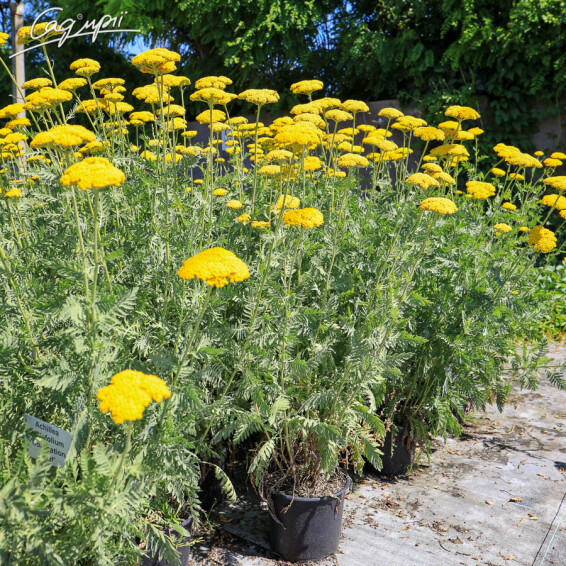 Тысячелистник таволговый 'Coronation Gold' - 5 Тысячелистник таволговый 'Coronation Gold' - 5