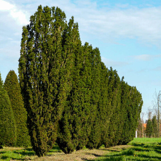 Тис середній 'Green Rocket' - 1