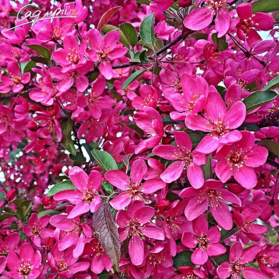 Яблуня 'Liset' - 1